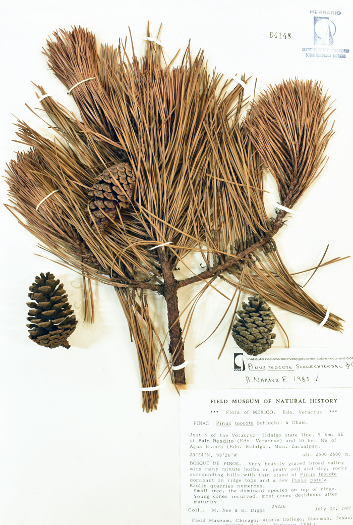 Pinus teocote